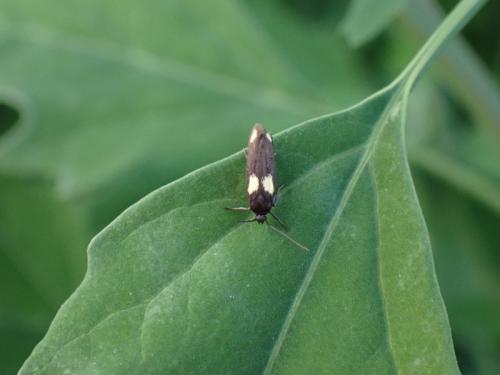 Réf. 341 182 : Scythris sinensis